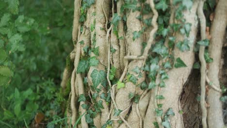 Tree-trunk-wrapped-by-many-climber-plant-brunches-looking-like-veins,-close-up,-steady-shot