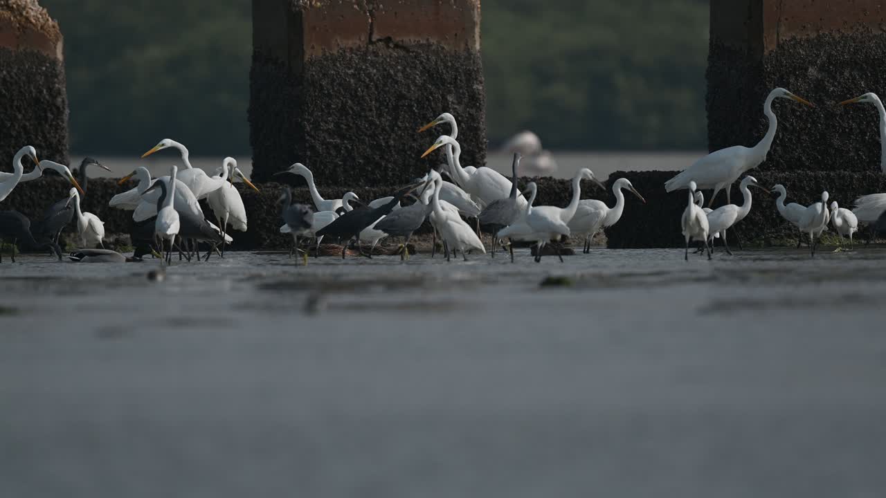 bandada de garzas, garzas de arrecife occidental y garzas grises que luchan por pescar en aguas poco profundas durante la marea baja
