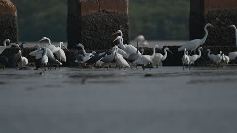 flock of egret, western reef heron and grey heron fighting for fish in the shallow back water at low tide