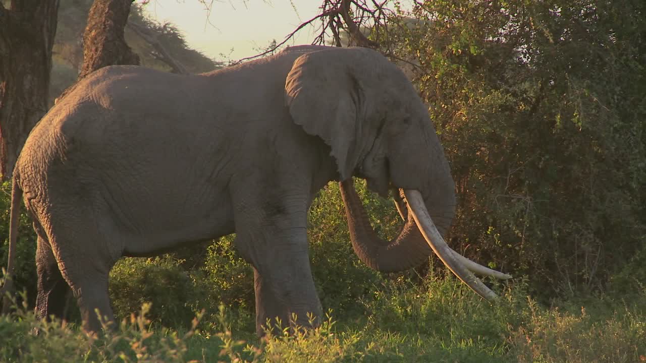 grandes manadas de elefantes africanos migran cerca del monte kilimanjaro en el parque nacional amboceli tanzania 1