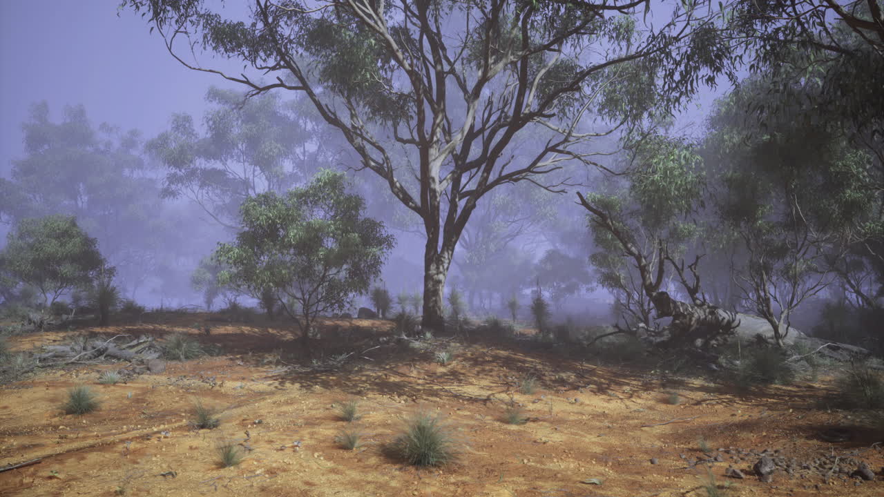 La nebbia avvolge un sereno paesaggio australiano con alberi di eucalipto