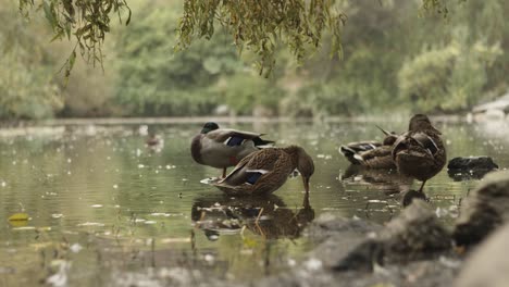 duck showering in the pond next to other ducks in slowmotion