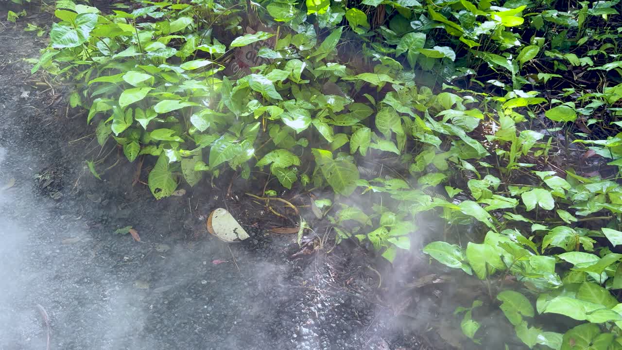 Dense fog drifts across vibrant green foliage in natural daylight, static camera, tranquil atmosphere