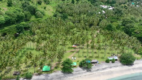 aerial of tropical coconut tree field landscape on lombok island