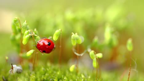 Close-up-wildlife-of-a-ladybug-in-the-green-grass-in-the-forest