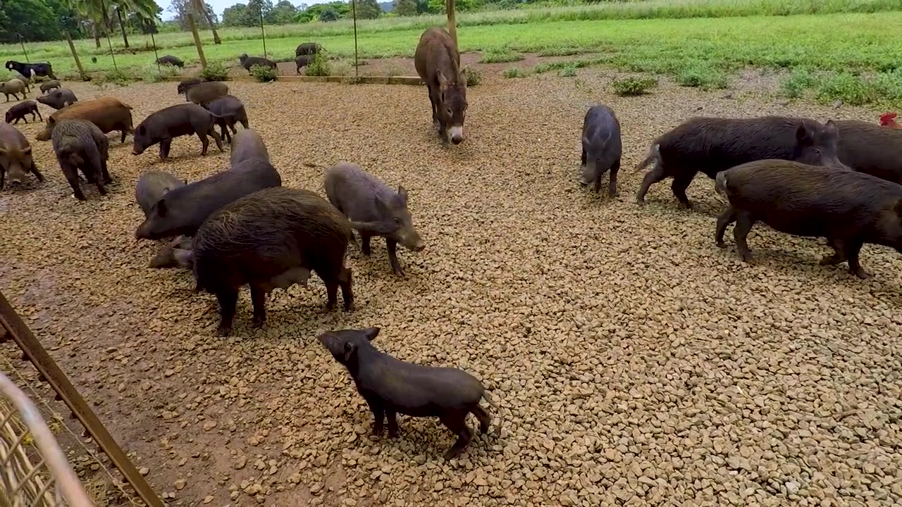 Fattoria Kauai Kailohana Plantation a Kauai, Hawaii. Fattoria didattica con cinghiali, galli, galline, asini. Filmato con Go Pro Hero 5 Black.