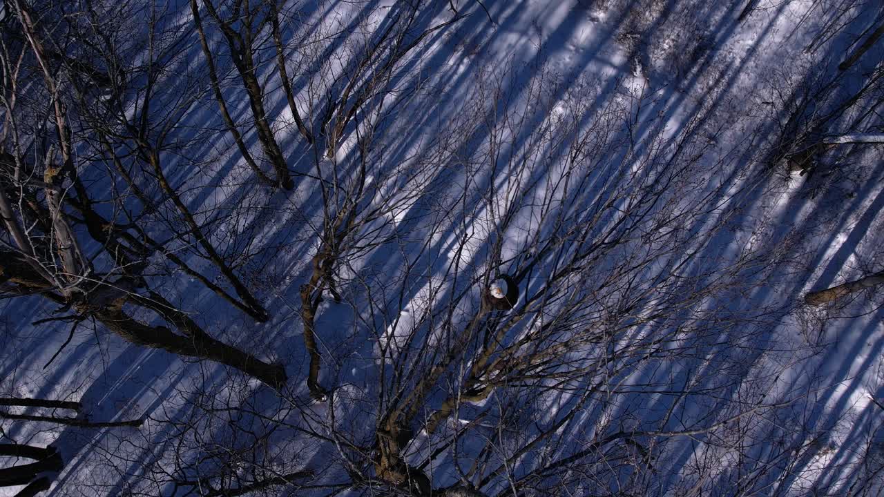 대머리 독수리 겨울과 함께 비행