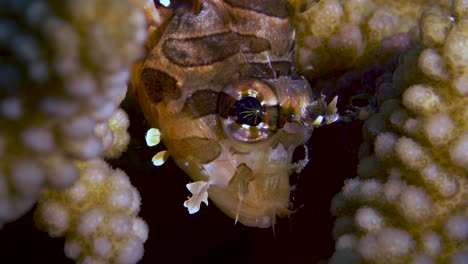 beautiful juvenile lionfish closeup shot of fish in the corals