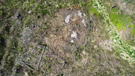 Top-down-rotating,-fallen-logs-from-forestry-clear-cutting-industry,-tractor-tracks-in-grass