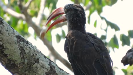 Ein-Gekrönter-Nashornvogel-Sitzt-Hoch-Oben-In-Einem-Baum-Und-Frisst-Einen-Kern