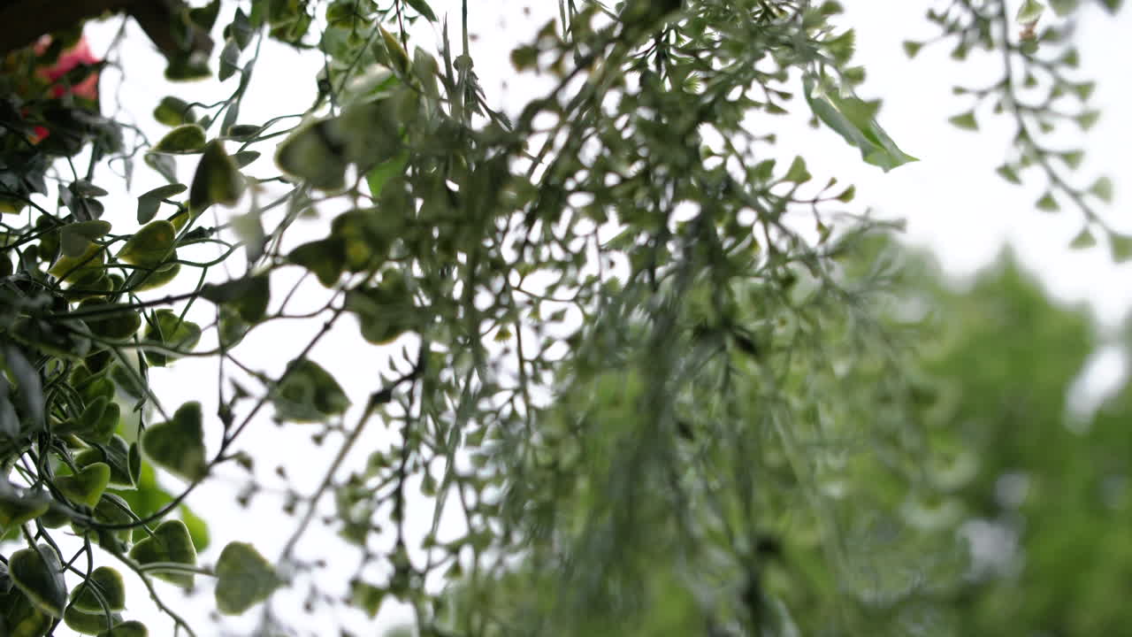 나무 의 아치 에 매달려 있는 잎 과 포도나무