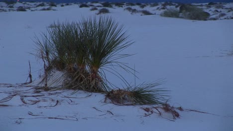 mediumshot of terrain in the white sands national monument in new mexico