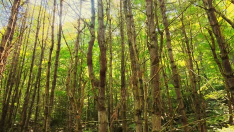 Drone-slowly-rising-up-a-tall,-ancient,-green,-beautiful-forest-during-summer-with-golden-light-in-4k-resolution