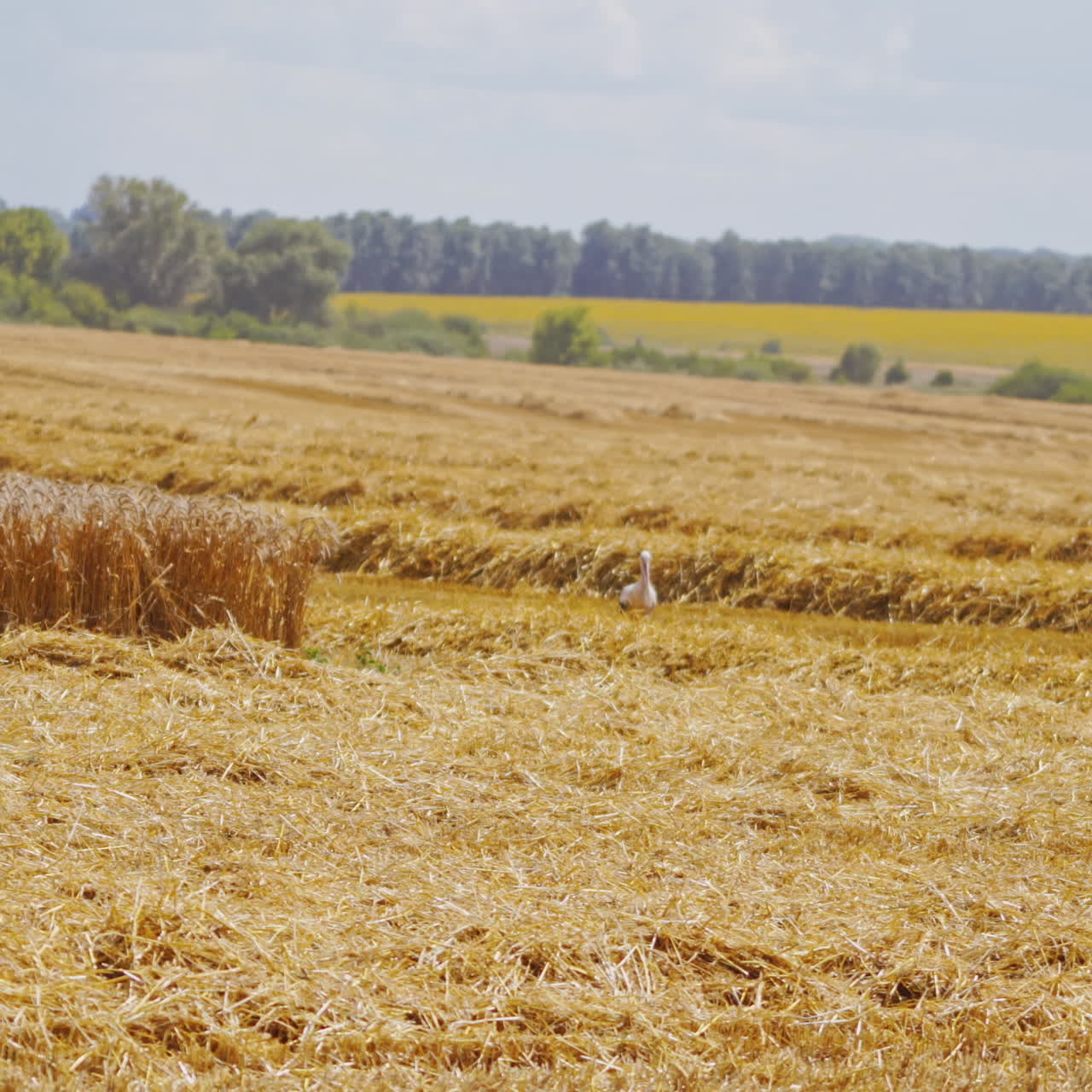 Rural landscape. Harvester in the process of harvesting grain crops. Wheat ripened. Harvest of cereals, crop, field, plant, gather. Selective focus. Video from the side