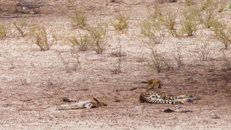 Guepardo-Tumbado-Bajo-La-Sombra-De-Un-árbol-Con-Springbok-Fresco-En-El-Costado-En-Sudáfrica