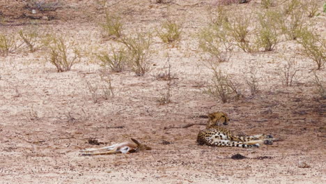 guepardo tumbado bajo la sombra de un árbol con springbok fresco en el costado en sudáfrica