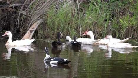 un grupo de patos está nadando en el río.