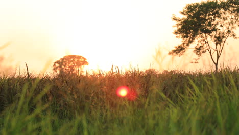 closeup cinematic panning shot of ripe golden wheat field against the sunset