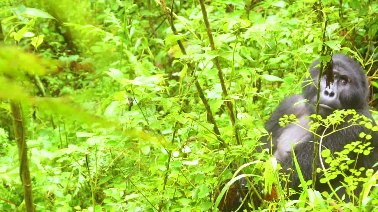 Gorilla di montagna ripreso al rallentatore nella foresta pluviale di Virunga in Uganda
