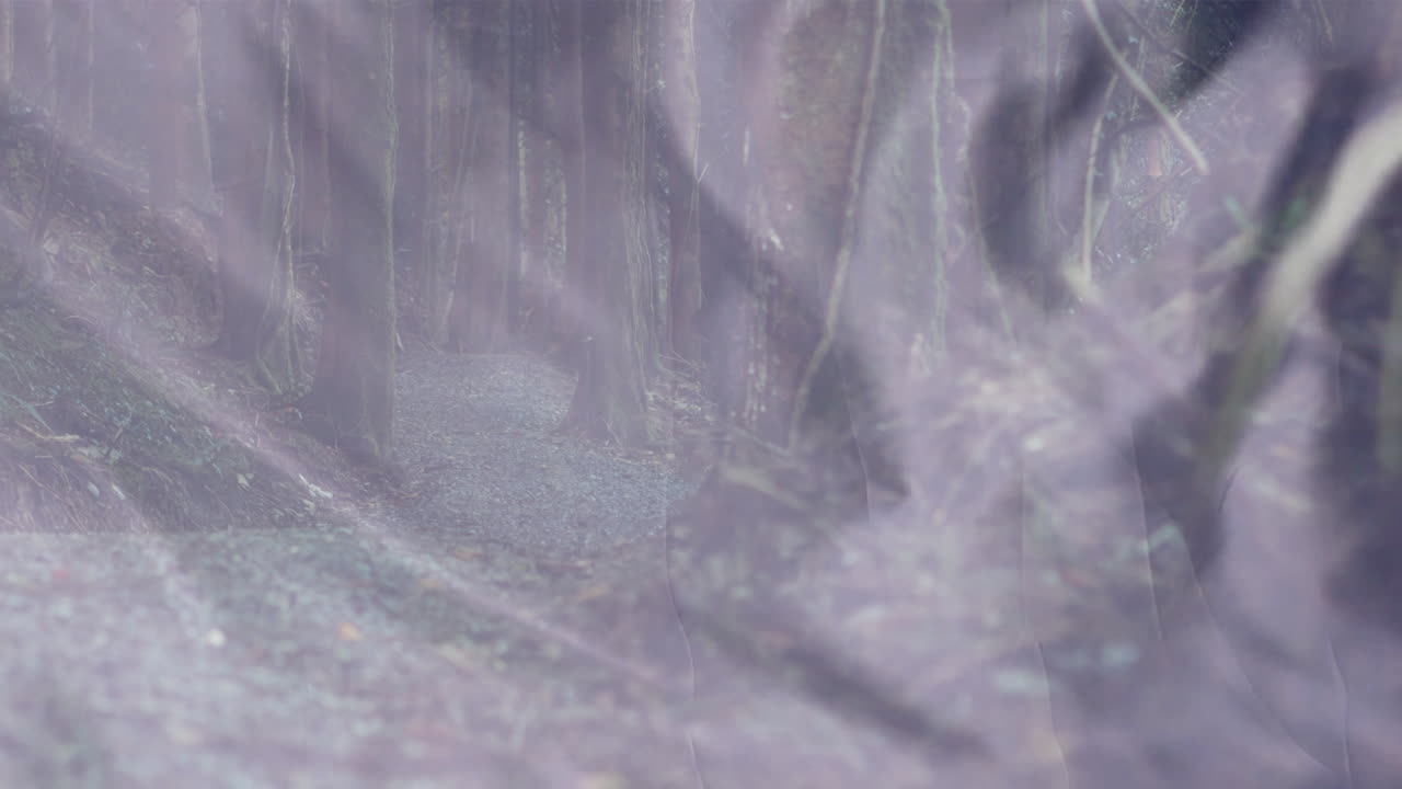 Ethereal animation overlay creating mysterious atmosphere on misty forest path