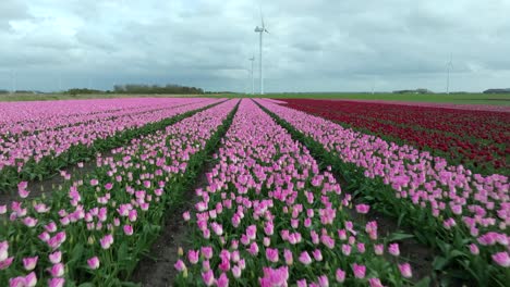 April-2024---4K-Aerial-of-tulip-fields-in-Flevoland,-The-Netherlands