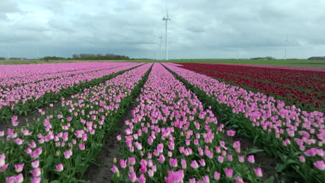 abril 2024 - 4k aerial de los campos de tulipanes en flevoland, los países bajos