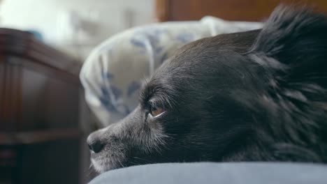 A-cute-black-dog-with-brown-eyes-about-to-fall-asleep-in-bed-receives-a-kiss-from-her-young-owner