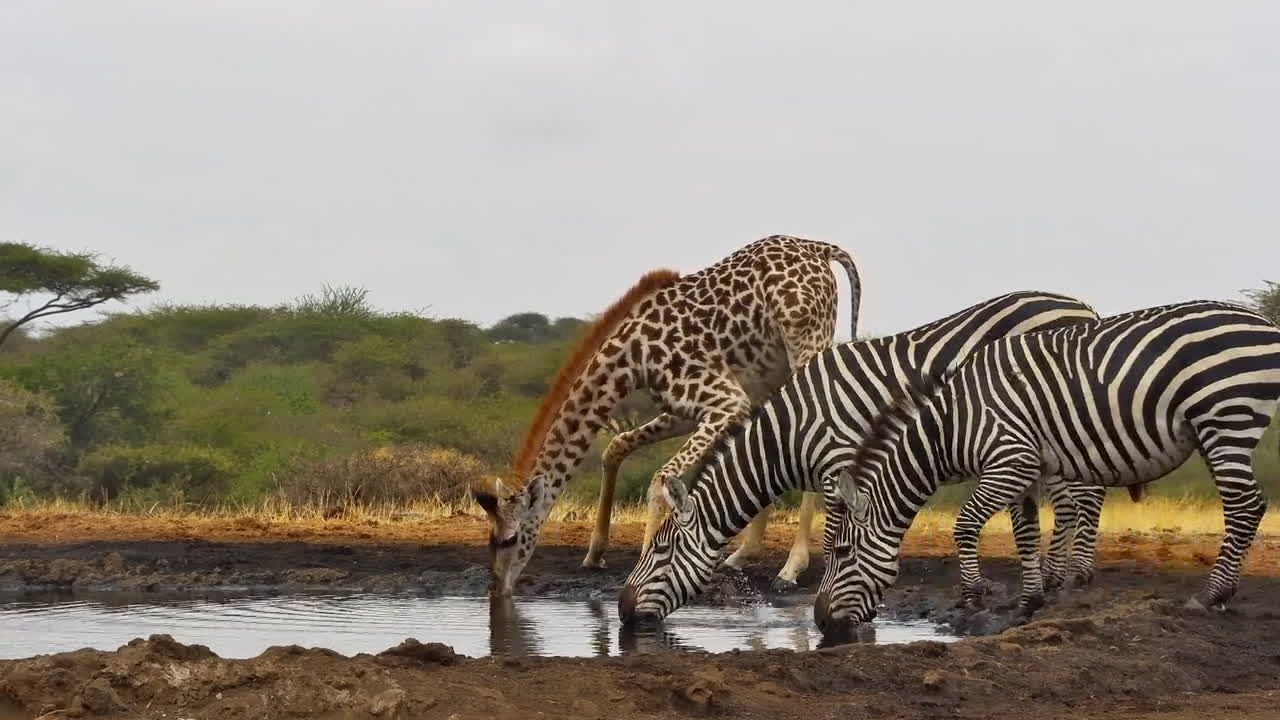 A giraffe and zebras drink together at a watering hole in the Chyulu Hills region of Kenya