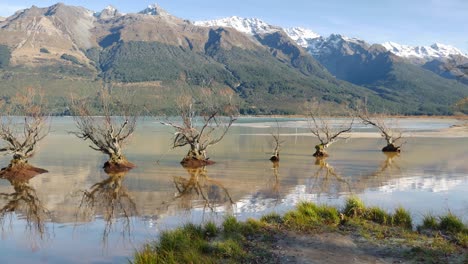 famous flooded glenorchy willow trees sit serenely in lake wakatipu