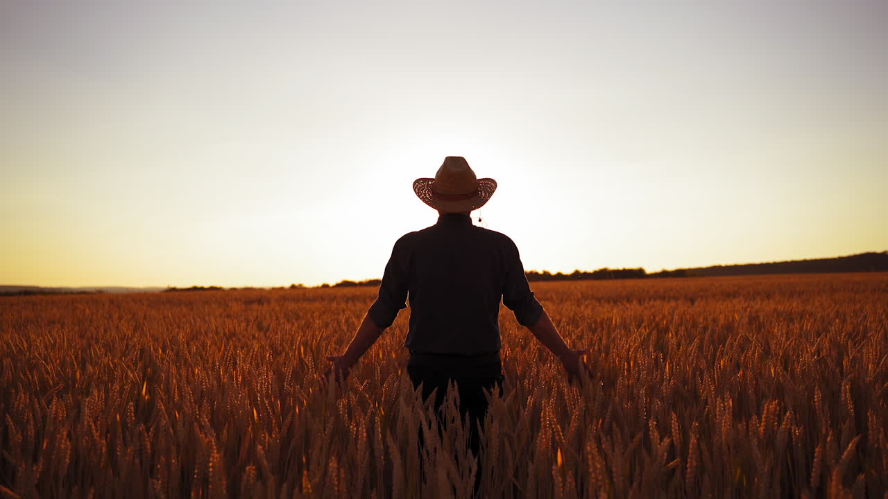 Male farmer in field at sunset. Back view of a man in hat walking in the agricultural field with ripe spikelets against the setting sun.