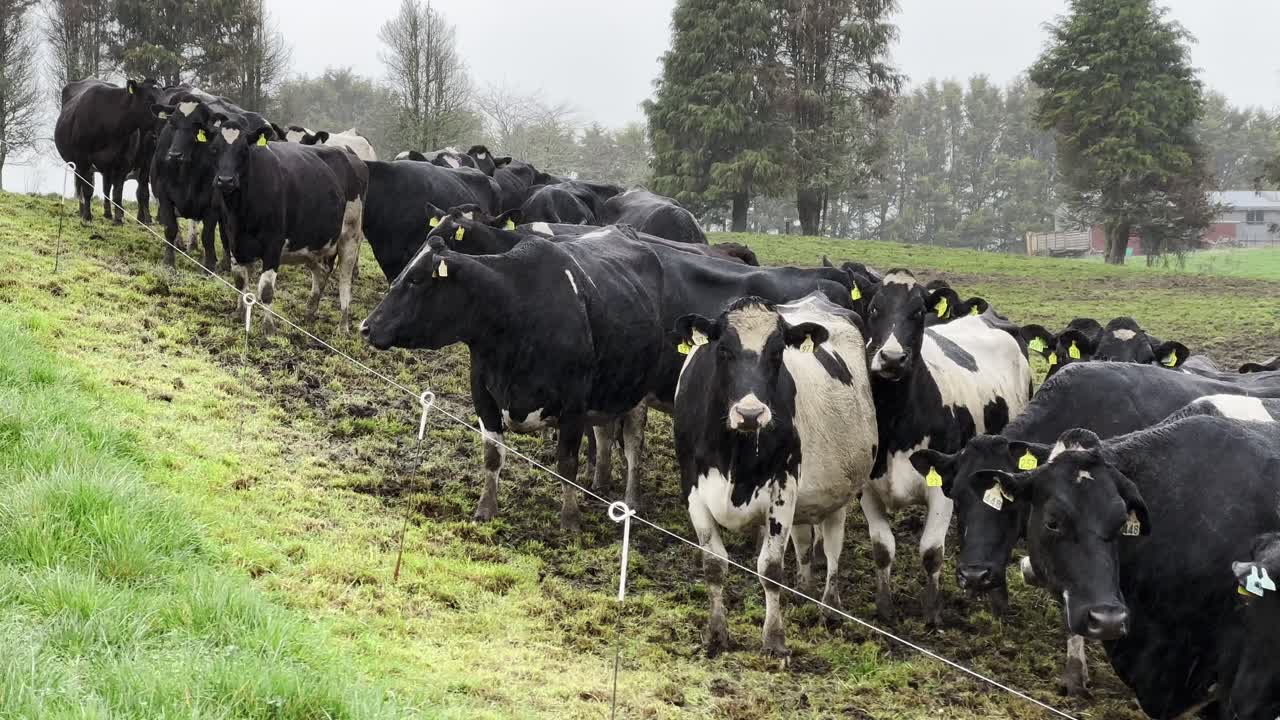 group of dairy cows standing in muddy pasture enclosed by electric fence on cloudy day