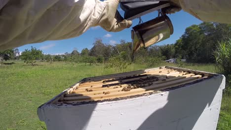 Man-smoking-bees-in-Australia-to-calm-them-before-harvest