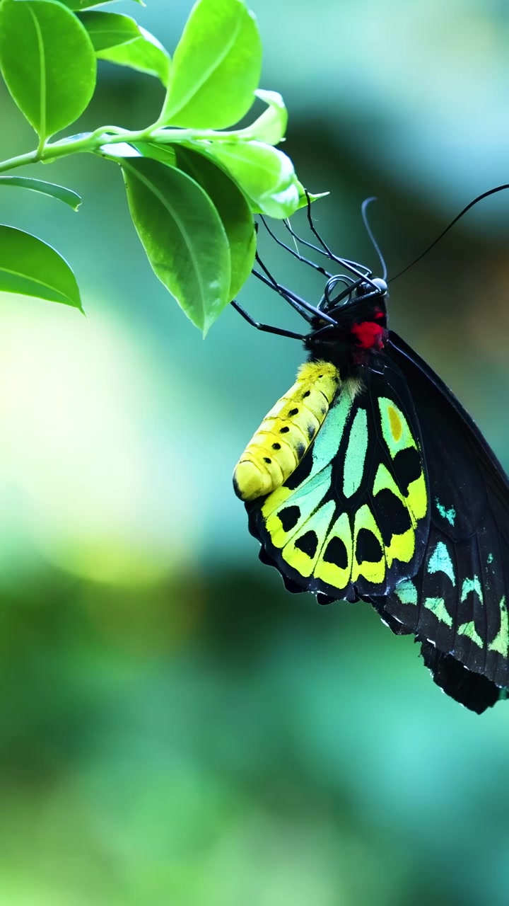 Farfalla che si poggia su una foglia verde