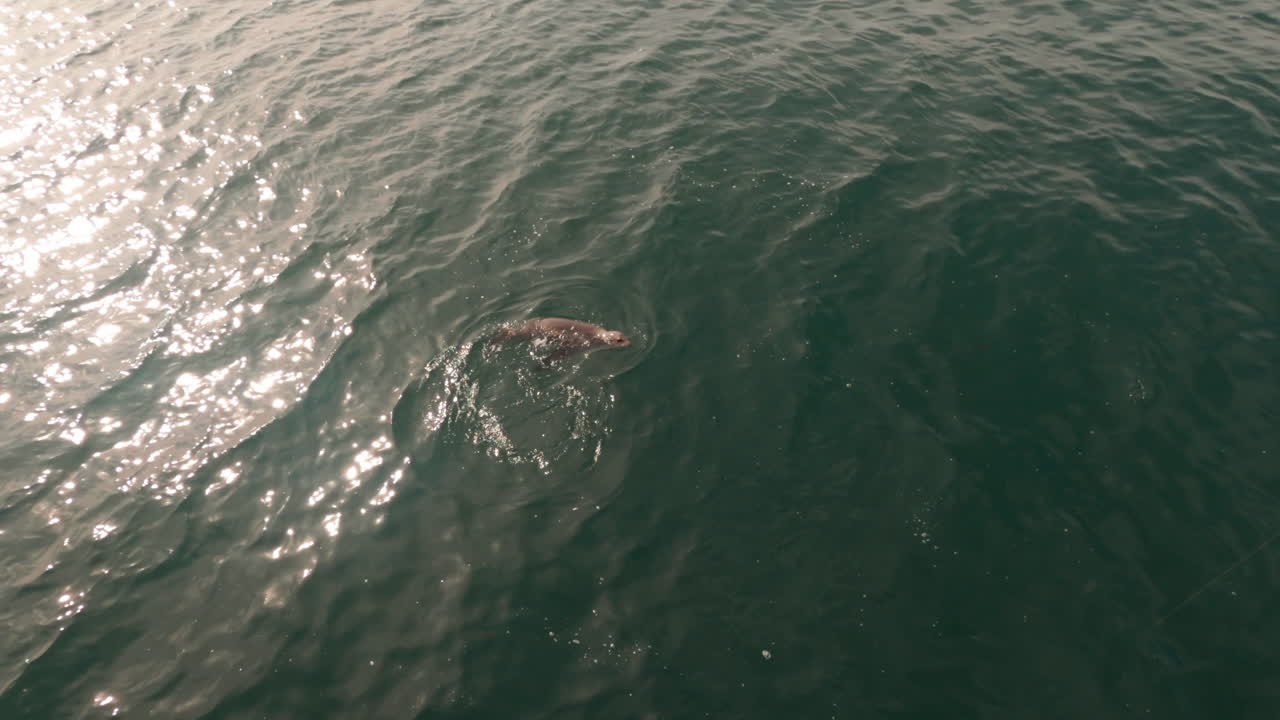 Sea Lion Swimming in the Ocean
