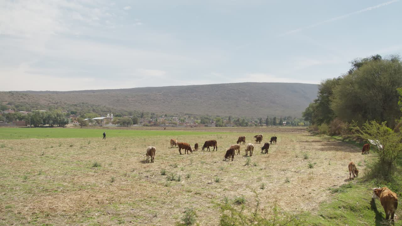 Bovini al pascolo su terreni agricoli aridi in un ampio paesaggio di valle rurale.