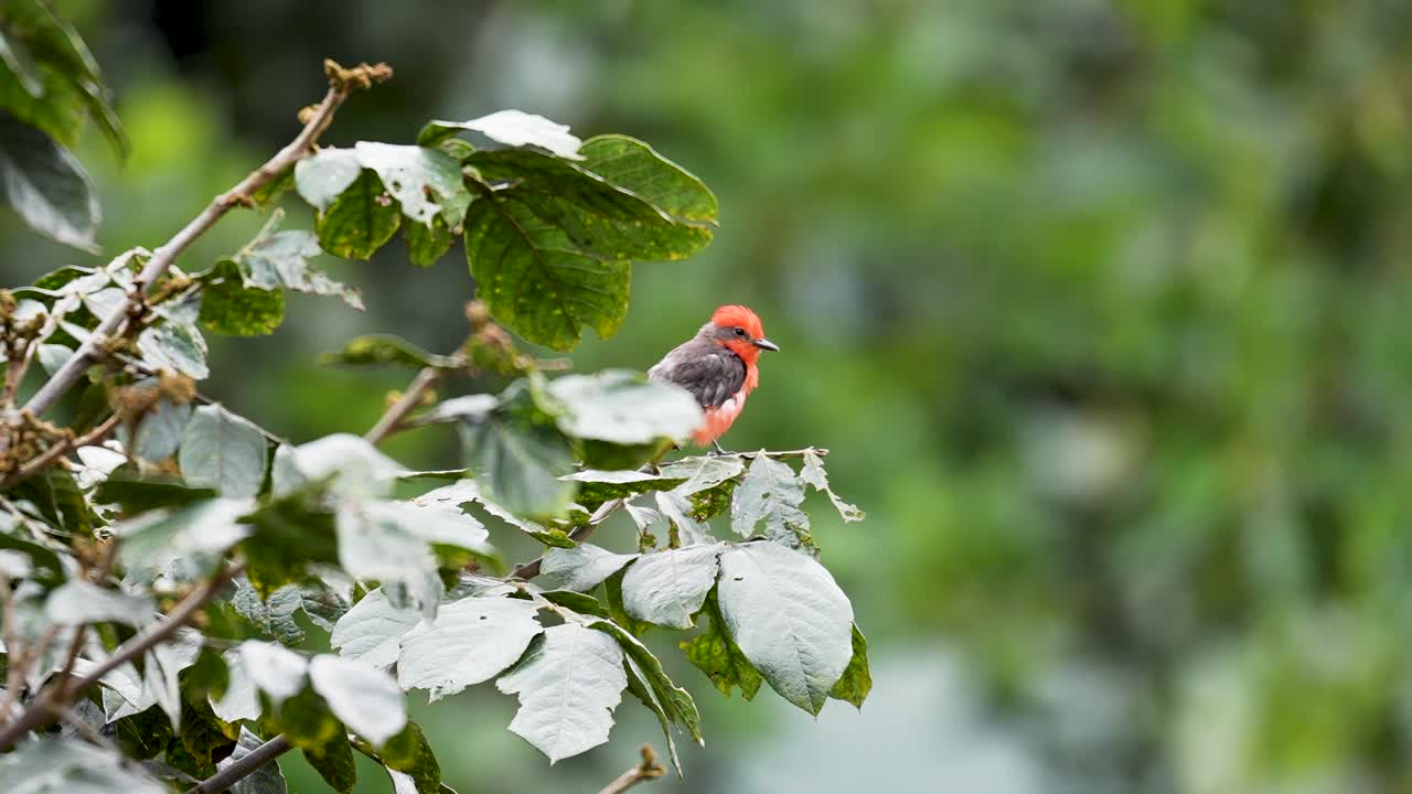 Vermilion Flycatcher Perched on Tree Branch in Countryside