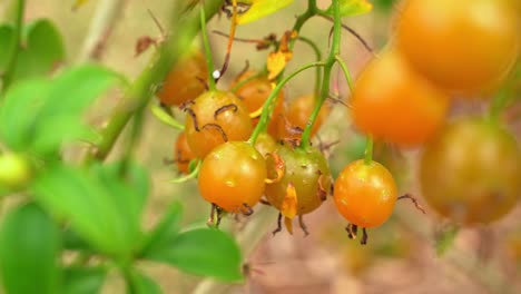 포도나무에 매달린 바르바도스 거스베리 (barbados gooseberry) 의 근접 촬영 열대 과일 식물원