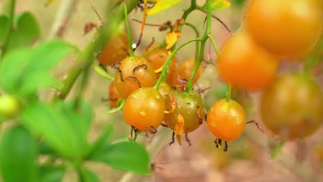 close up shot of barbados gooseberry hanging on vine ripe and ready for harvest tropical fruit botanical garden