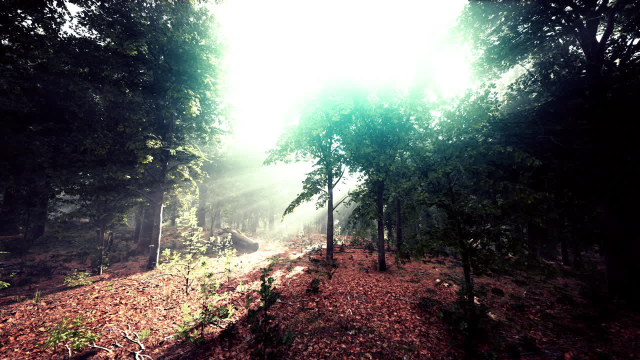 árboles del bosque naturaleza madera verde vista de la luz del sol
