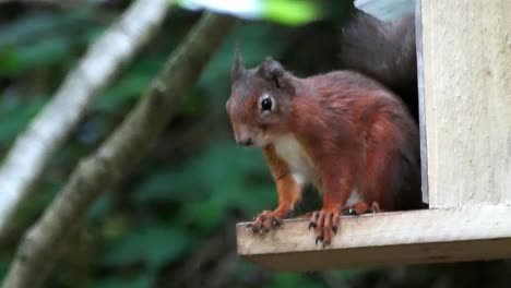 bushy tail red squirrel sitting with birds on woodland feeding box in protected nature reserve