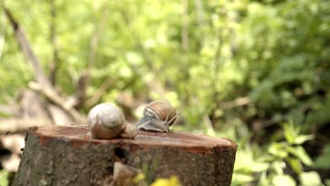 Nahaufnahme-Von-Zwei-Schnecken,-Die-Auf-Baum-Ruhen