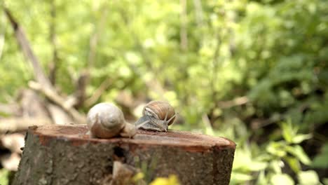 close up of two snails resting on tree