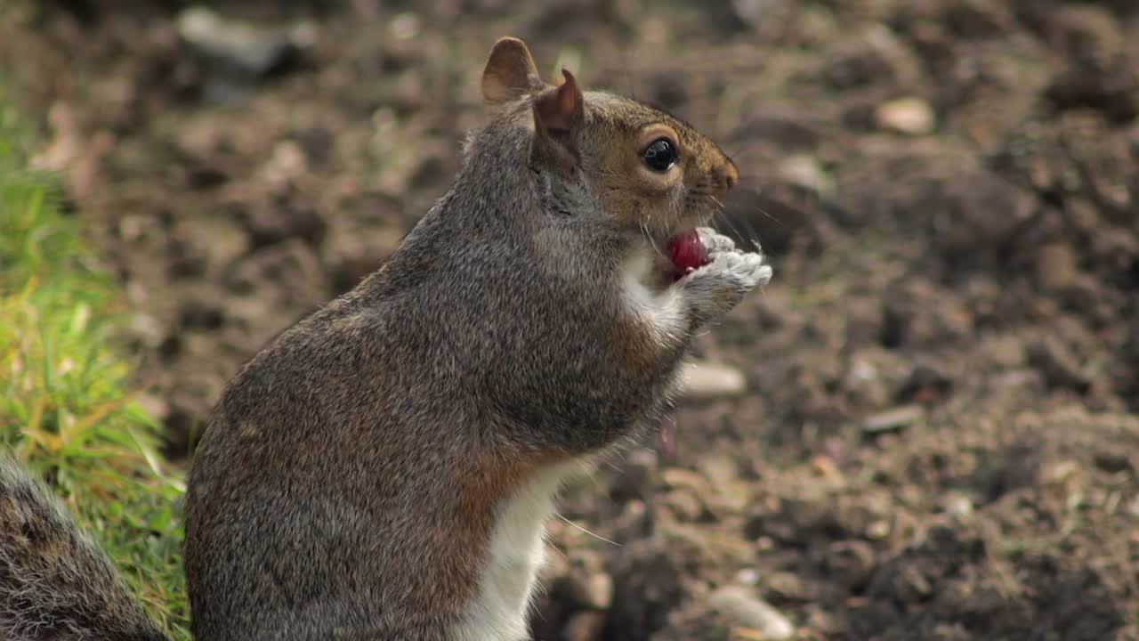 Primo piano di uno scoiattolo grigio che tiene e mangia un acino d'uva rossa, si guarda intorno nell'erba di un giardino vicino a un'aiuola, di giorno e con tempo soleggiato a Borehamwood, Hertfordshire, nel nord di Londra, Regno Unito