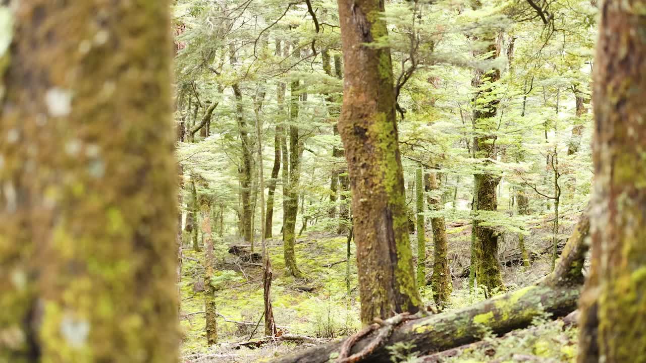 Moss-covered trees in a tranquil forest setting with soft, natural lighting and a peaceful atmosphere
