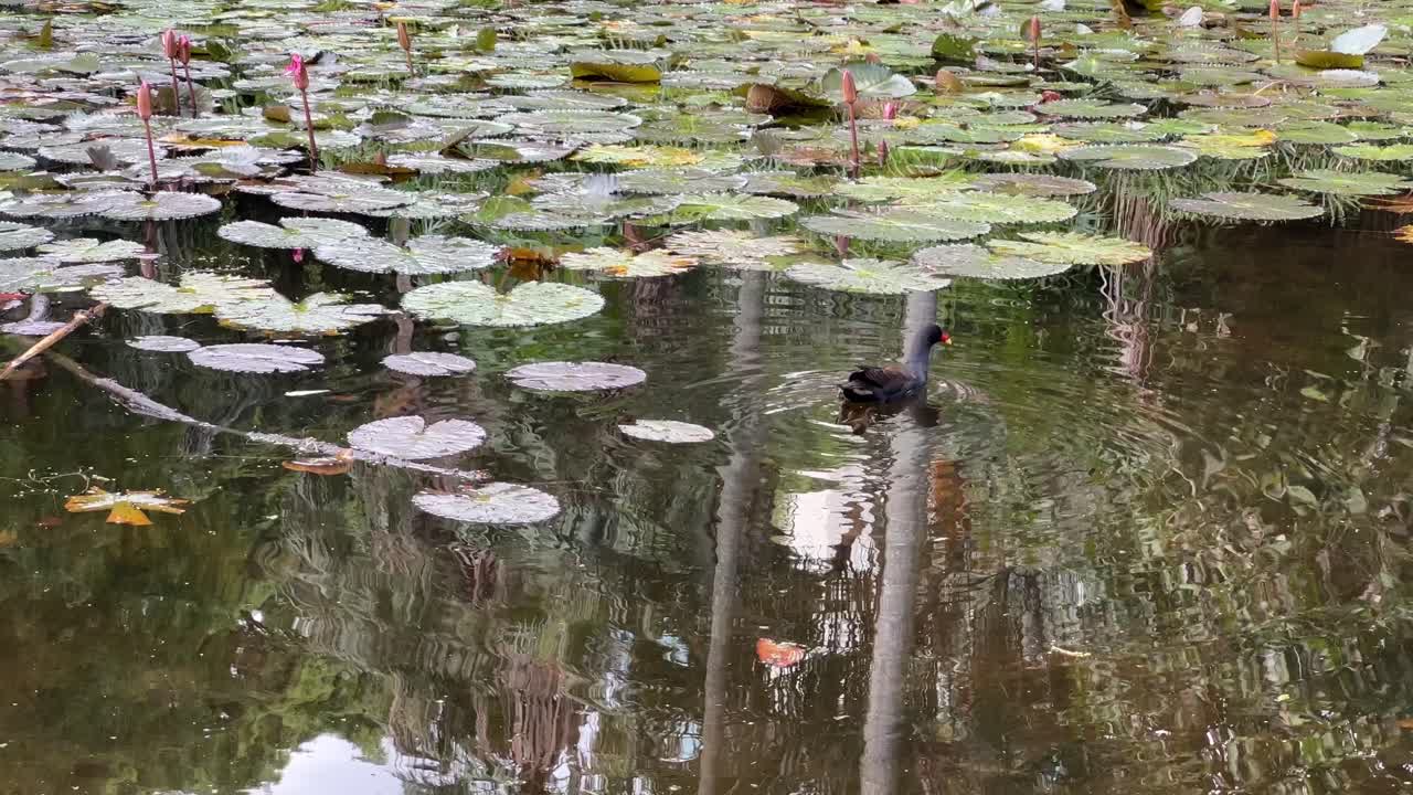 paisaje de jardín botánico urbano, una polla de agua oscura salvaje, gallinula tenebrosa nadando y remando a través del estanque de nenúfares con una hermosa vegetación que se refleja en la superficie del agua ondulante