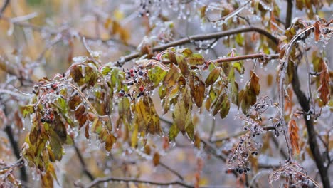 leaves and branches of the tree froze during the first morning frost in late autumn.