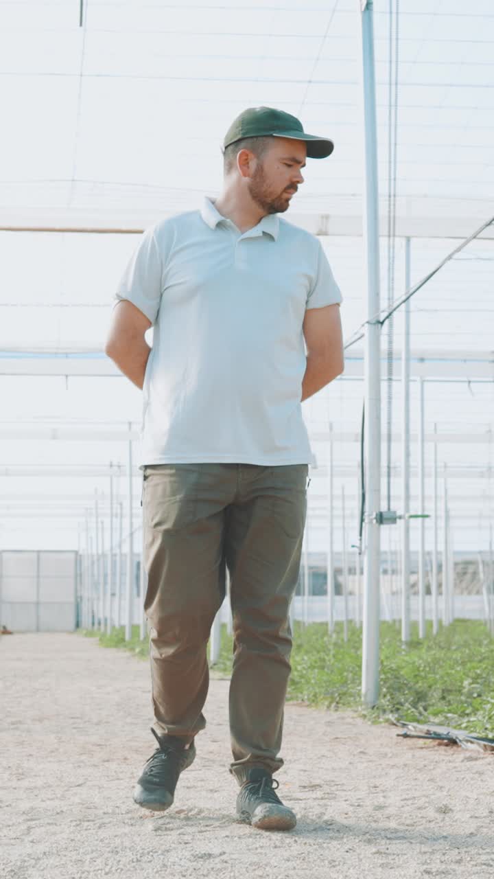 Farmer walking and inspecting watermelon plants in greenhouse