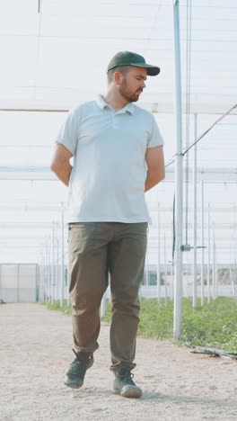 farmer walking and inspecting watermelon plants in greenhouse