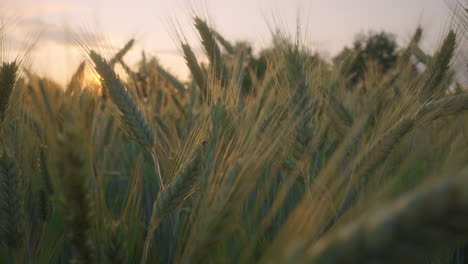 campo de centeno dorado al atardecer, mientras la suave brisa balancea las espigas de grano en un paisaje rural sereno