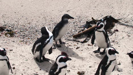 African-Penguin-Colony-at-the-Beach-in-Cape-Town,-South-Africa,-Boulders-Beach